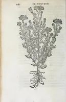 Picture 27 of 38 from Florvm, et coronariarvm odoratarvmqve nonnvllarvm herbarvm historia (1568), leaf 252