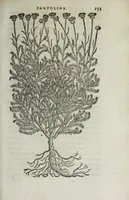 An illustration from Florvm, et coronariarvm odoratarvmqve nonnvllarvm herbarvm historia (1568)