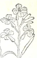 Picture 3 of 38 from Florvm, et coronariarvm odoratarvmqve nonnvllarvm herbarvm historia (1568), leaf 26