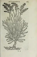Picture 29 of 38 from Florvm, et coronariarvm odoratarvmqve nonnvllarvm herbarvm historia (1568), leaf 267