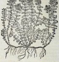 Picture 30 of 38 from Florvm, et coronariarvm odoratarvmqve nonnvllarvm herbarvm historia (1568), leaf 274