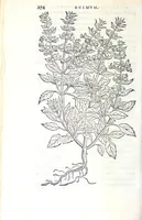 Picture 31 of 38 from Florvm, et coronariarvm odoratarvmqve nonnvllarvm herbarvm historia (1568), leaf 278