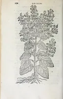 Picture 32 of 38 from Florvm, et coronariarvm odoratarvmqve nonnvllarvm herbarvm historia (1568), leaf 284