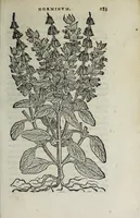 An illustration from Florvm, et coronariarvm odoratarvmqve nonnvllarvm herbarvm historia (1568)
