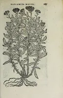 Picture 34 of 38 from Florvm, et coronariarvm odoratarvmqve nonnvllarvm herbarvm historia (1568), leaf 291