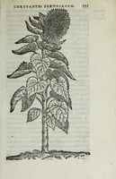 An illustration from Florvm, et coronariarvm odoratarvmqve nonnvllarvm herbarvm historia (1568)
