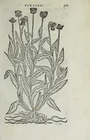 An illustration from Florvm, et coronariarvm odoratarvmqve nonnvllarvm herbarvm historia (1568)