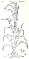 Picture 37 of 38 from Florvm, et coronariarvm odoratarvmqve nonnvllarvm herbarvm historia (1568), leaf 308