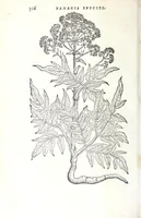 Picture 38 of 38 from Florvm, et coronariarvm odoratarvmqve nonnvllarvm herbarvm historia (1568), leaf 310