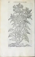 Picture 4 of 38 from Florvm, et coronariarvm odoratarvmqve nonnvllarvm herbarvm historia (1568), leaf 36