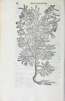 Picture 5 of 38 from Florvm, et coronariarvm odoratarvmqve nonnvllarvm herbarvm historia (1568), leaf 58