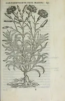 An illustration from Florvm, et coronariarvm odoratarvmqve nonnvllarvm herbarvm historia (1568)
