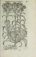 An illustration from Florvm, et coronariarvm odoratarvmqve nonnvllarvm herbarvm historia (1568)