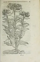 An illustration from Florvm, et coronariarvm odoratarvmqve nonnvllarvm herbarvm historia (1568)