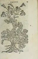 Picture 9 of 38 from Florvm, et coronariarvm odoratarvmqve nonnvllarvm herbarvm historia (1568), leaf 85