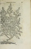 An illustration from Florvm, et coronariarvm odoratarvmqve nonnvllarvm herbarvm historia (1568)