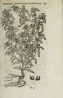 An illustration from Florvm, et coronariarvm odoratarvmqve nonnvllarvm herbarvm historia (1568)
