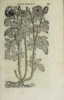 Picture 13 of 38 from Florvm, et coronariarvm odoratarvmqve nonnvllarvm herbarvm historia (1568), leaf 97