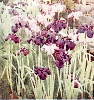 Picture 46 of 56 from The flowers and gardens of Japan (1908), leaf 299