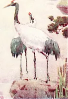 An illustration from The flowers and gardens of Japan (1908)