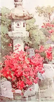 Picture 6 of 56 from The flowers and gardens of Japan (1908), leaf 56