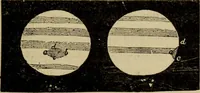 An illustration from Flowers of the sky (1879)