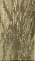 An illustration from Flowers of the sky (1879)