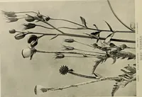 An illustration from Flowers and plants for designers and schools (1907)
