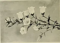 An illustration from Flowers and plants for designers and schools (1907)