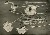 An illustration from Flowers and plants for designers and schools (1907)