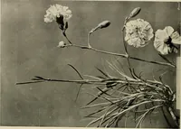 An illustration from Flowers and plants for designers and schools (1907)
