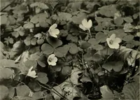 An illustration from Flowers and plants for designers and schools (1907)