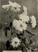 An illustration from Flowers and plants for designers and schools (1907)