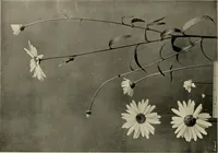 An illustration from Flowers and plants for designers and schools (1907)