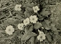 An illustration from Flowers and plants for designers and schools (1907)