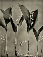 An illustration from Flowers and plants for designers and schools (1907)