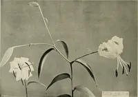 An illustration from Flowers and plants for designers and schools (1907)