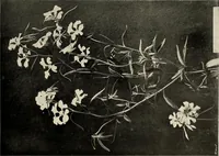 An illustration from Flowers and plants for designers and schools (1907)