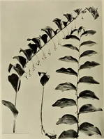 An illustration from Flowers and plants for designers and schools (1907)