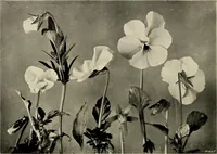 An illustration from Flowers and plants for designers and schools (1907)