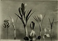 An illustration from Flowers and plants for designers and schools (1907)