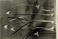 An illustration from Flowers and plants for designers and schools (1907)
