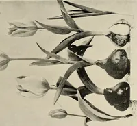 An illustration from Flowers and plants for designers and schools (1907)