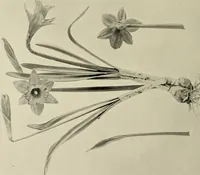 An illustration from Flowers and plants for designers and schools (1907)