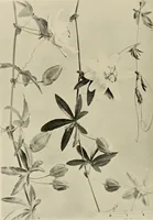 An illustration from Flowers and plants for designers and schools (1907)