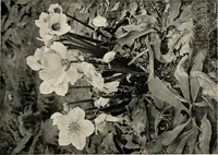 An illustration from Flowers and plants for designers and schools (1907)