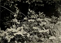 An illustration from Flowers and plants for designers and schools (1907)