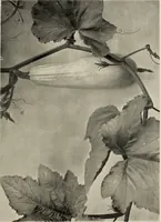 An illustration from Flowers and plants for designers and schools (1907)