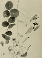 An illustration from Flowers and plants for designers and schools (1907)