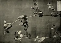 An illustration from Flowers and plants for designers and schools (1907)